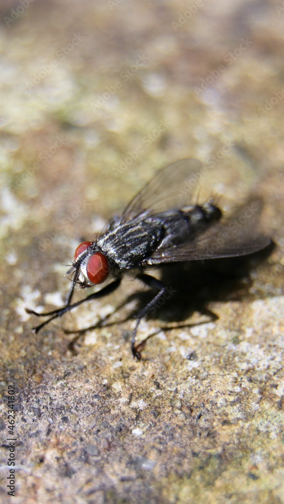vertical macro shot of a common flesh fly having a black and white body and red eyes sitting on the floor and rubbing its hands during a bright sunny morning vertical macro shot of a common flesh fly having a black and white body and red eyes sitting on the floor and rubbing its hands during a bright sunny morning