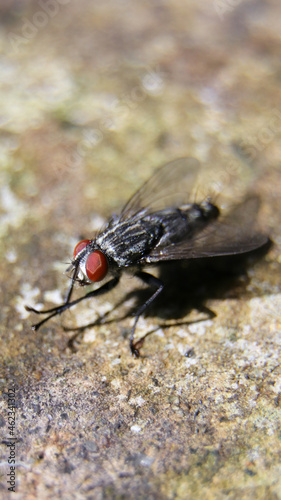 vertical macro shot of a common flesh fly having a black and white body and red eyes sitting on the floor and rubbing its hands during a bright sunny morning