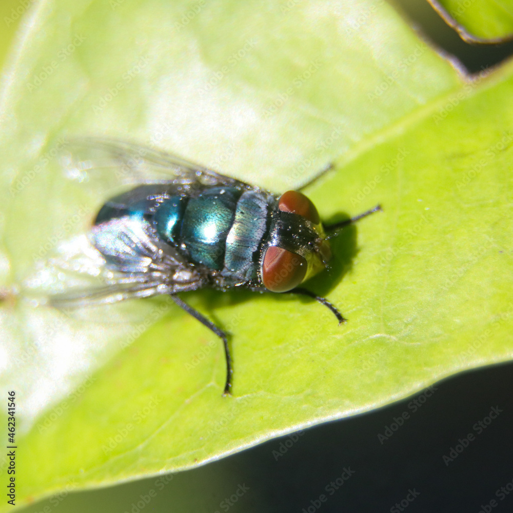 macro shot of a common oriental latrine fly with a green-blue metallic colored body with red eyes sitting on a leaf in the morning in bright daylight macro shot of a common oriental latrine fly with a green-blue metallic colored body with red eyes sitting on a leaf in the morning in bright daylight