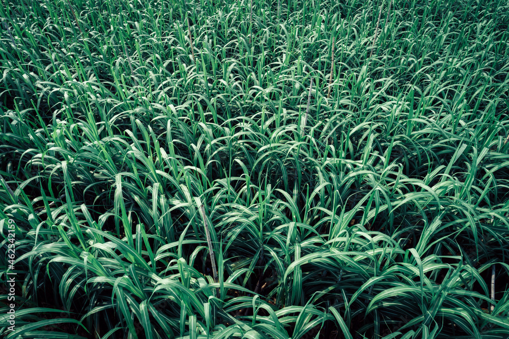 Aerial view of sugarcane plants growing at field Aerial view of sugarcane plants growing at field
