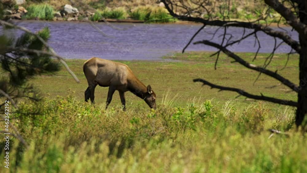Female elk cow eating and grazing in meadow slow motion 30fps Female elk cow eating and grazing in meadow slow motion 30fps