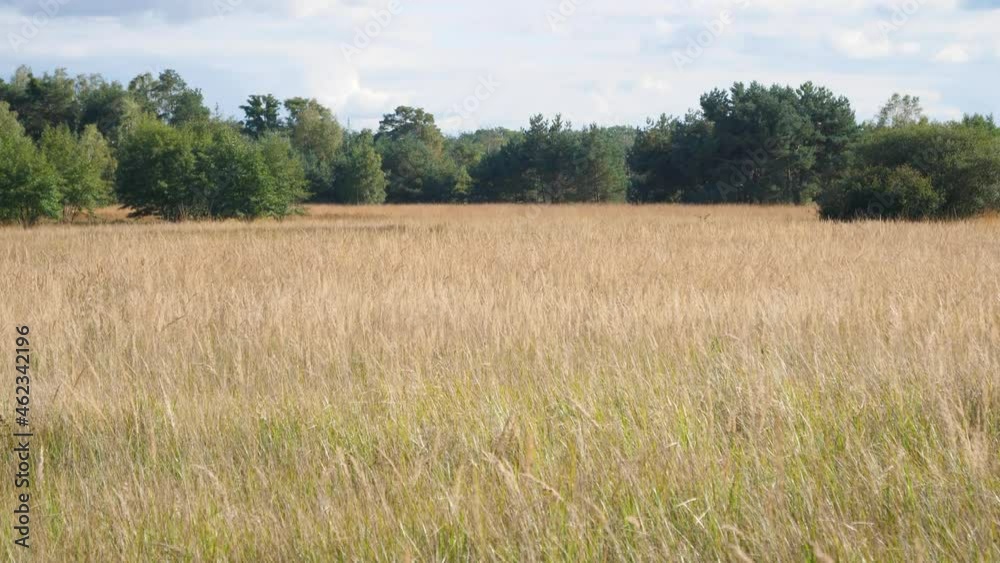 Field during summer with trees in background Field during summer with trees in background