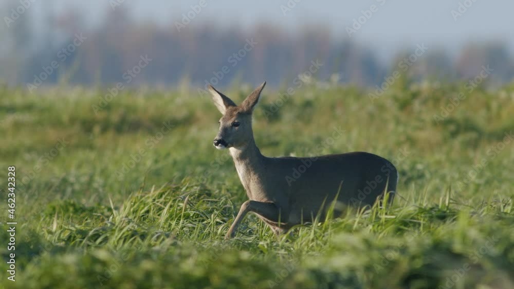 Common wild roe deer perfect closeup on meadow pasture autumn golden hour light Common wild roe deer perfect closeup on meadow pasture autumn golden hour light