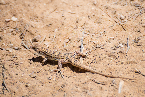 A closeup of a Little lizard lies under a hot rock under the summer sun. The Negev desert, Israel. High quality photo