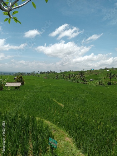 Jatiluwih ricepaddy photo