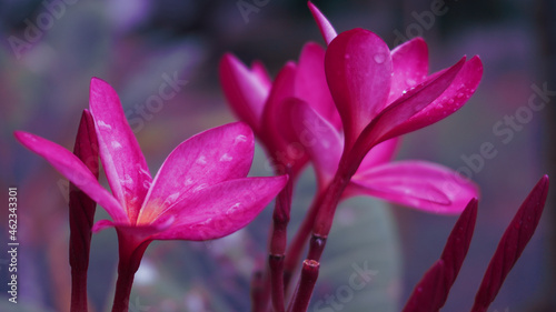 photo of artistic white plumeria in the garden