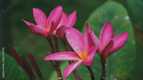 photo of artistic white plumeria in the garden