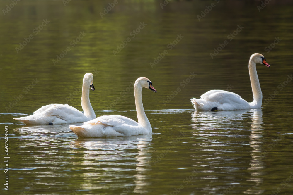 Graceful white Swans swimming in the lake, swans in the wild Graceful white Swans swimming in the lake, swans in the wild