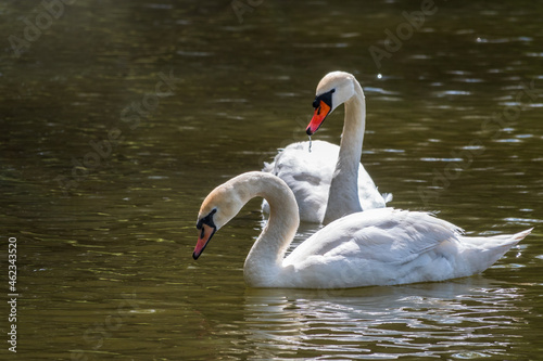 Graceful white Swans swimming in the lake, swans in the wild © Dmitrii Potashkin