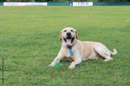 Perro Labrador