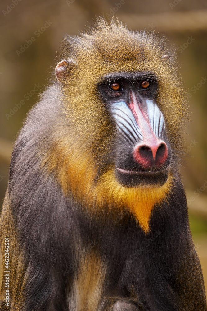 Male baboon monkey in close-up portrait. Male baboon monkey in close-up portrait.