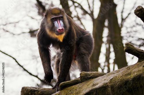 A baboon monkey observing the surroundings from a tree trunk.