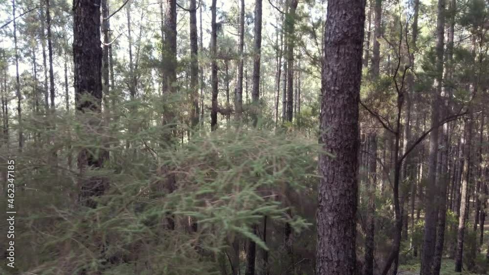 forest landscape in slow motion - moving in coniferous tree forest on a summer day forest landscape in slow motion - moving in coniferous tree forest on a summer day