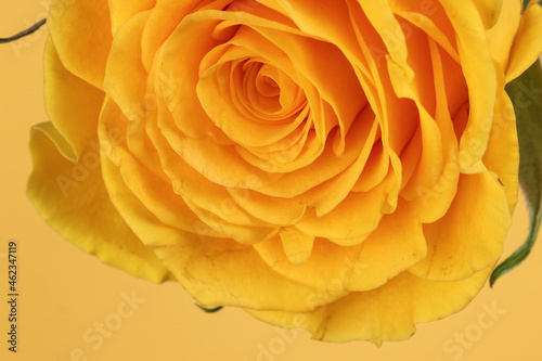 Yellow rose flower closeup macro petals circle on yellow paper background