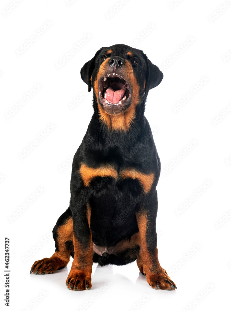 puppy rottweiler in studio puppy rottweiler in studio