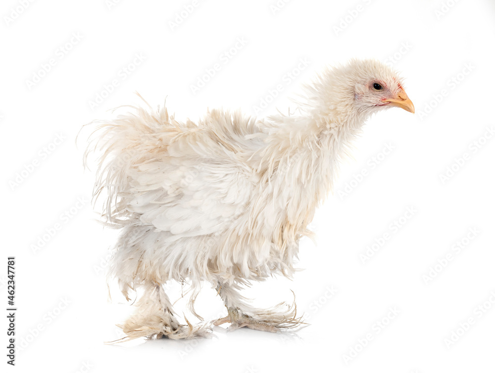 Fototapeta premium curly Cochin chicken in studio
