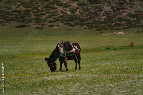 Lonely donkey in Kazakhstan Almaty region