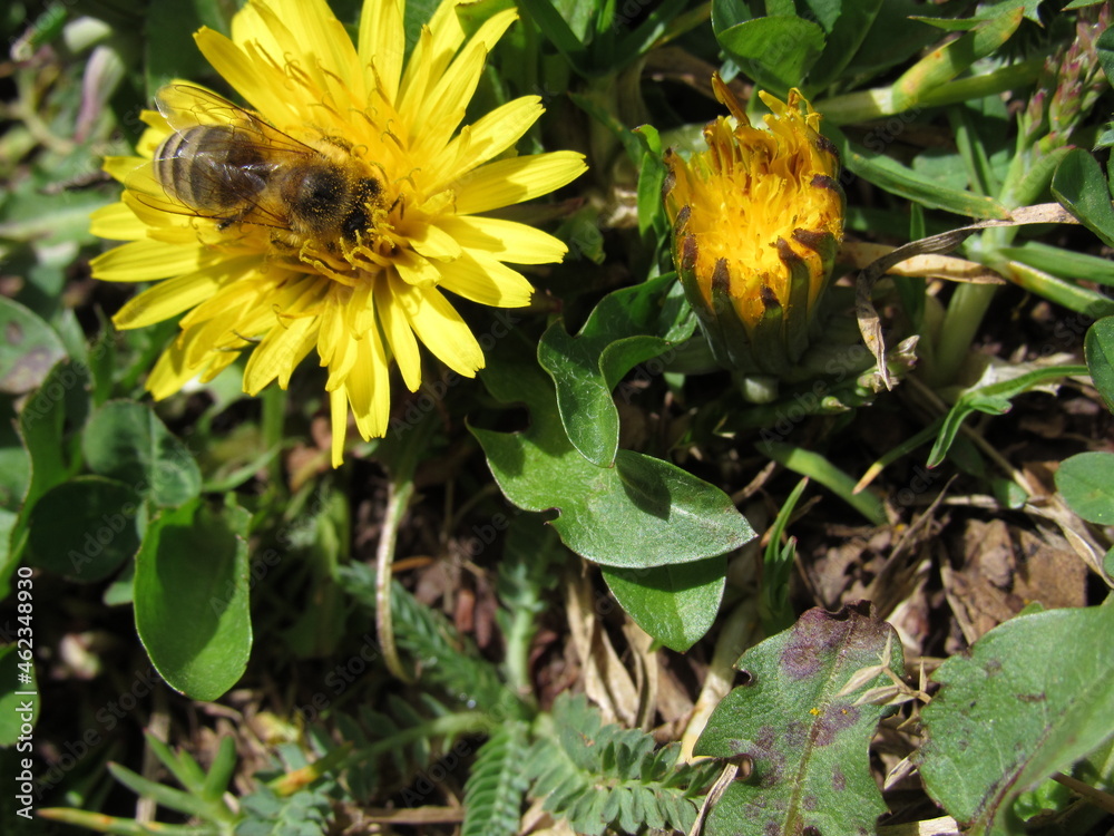Fototapeta premium abejas obreras