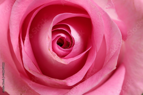 Pink rose flower closeup macro petals circle on pink paper background