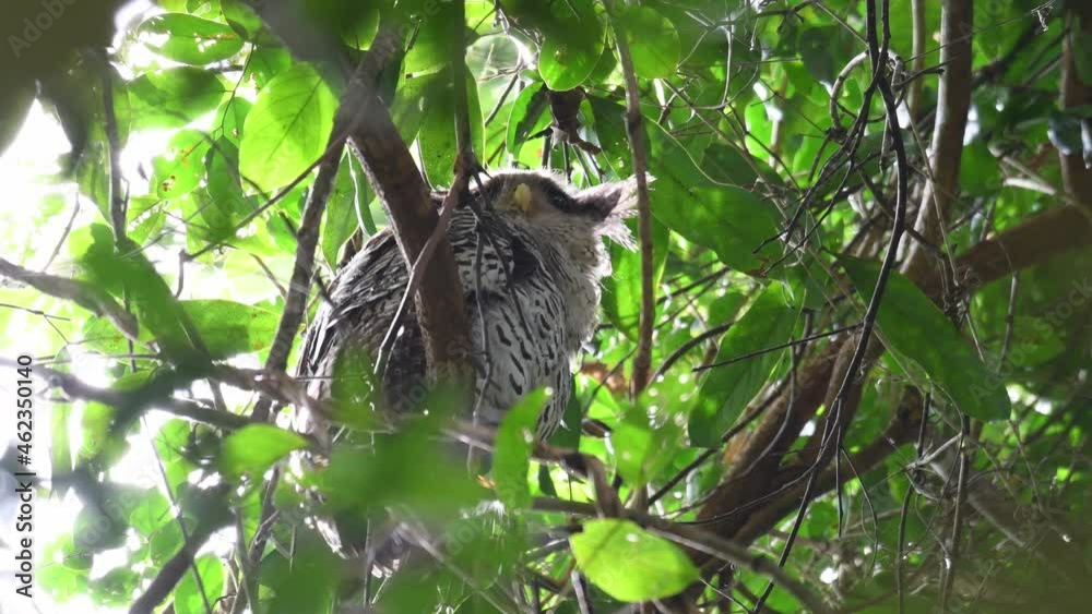 Looking up then looks down suddenly towards the camera, while roosting during the day at the forest canopy; Spot-bellied Eagle-owl, Bubo nipalensis, Juvenile, Kaeng Krachan National Park, Thailand. Looking up then looks down suddenly towards the camera, while roosting during the day at the forest canopy; Spot-bellied Eagle-owl, Bubo nipalensis, Juvenile, Kaeng Krachan National Park, Thailand.