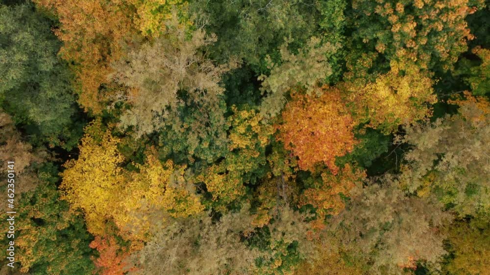 AERIAL: Slowly Flying Over Autumn Season Trees in Forest AERIAL: Slowly Flying Over Autumn Season Trees in Forest