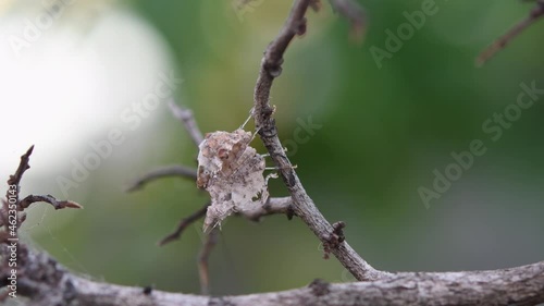 Hanging upside down, raises its forelegs like boxing then turns its head quickly; Mantis, Ceratomantis saussurii, Thailand. photo