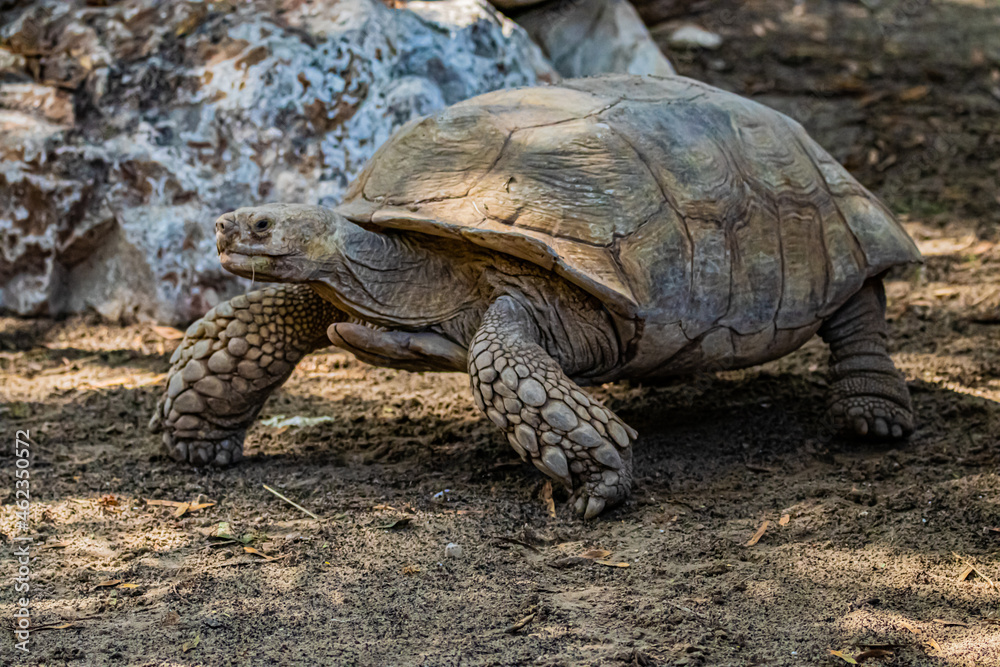 big turtle on the ground