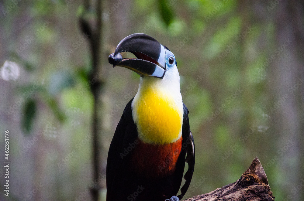 Fototapeta premium Bird eating