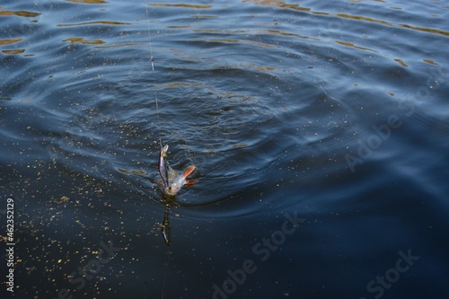 Fishing on the river, catch.