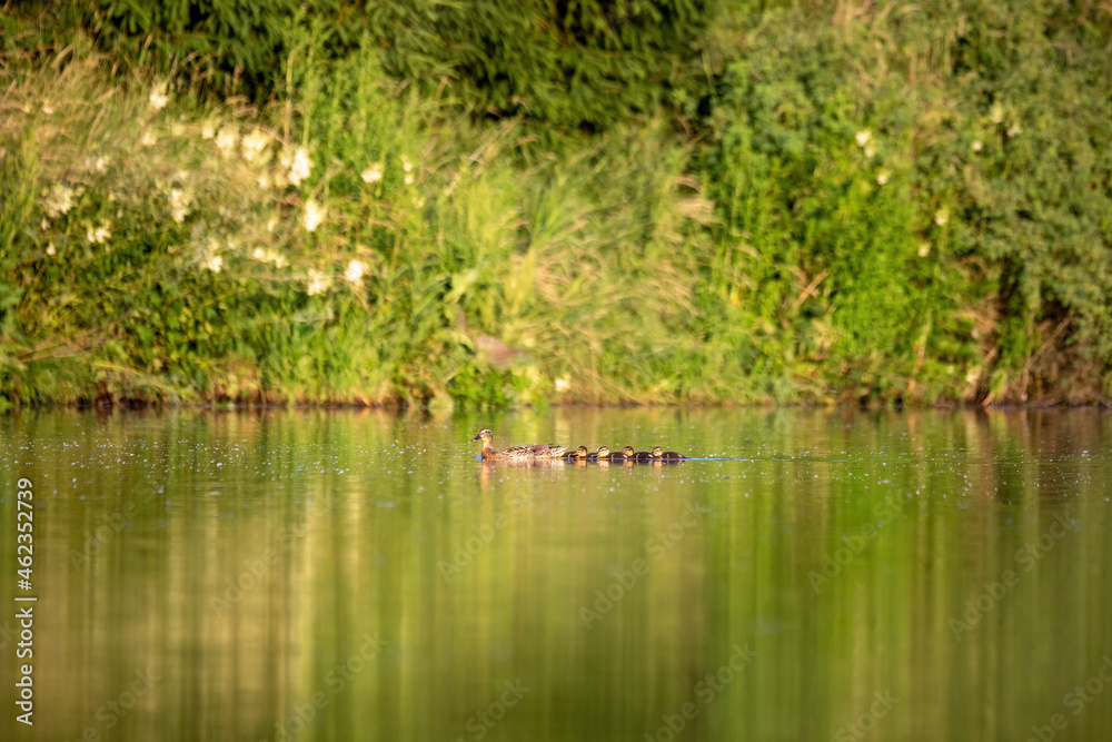 wild bird duck mallard with ducklings swimming across the pond, anas platyrhynchos, family in golden sunset color on spring pond. Czech Republic, Europe wildlife