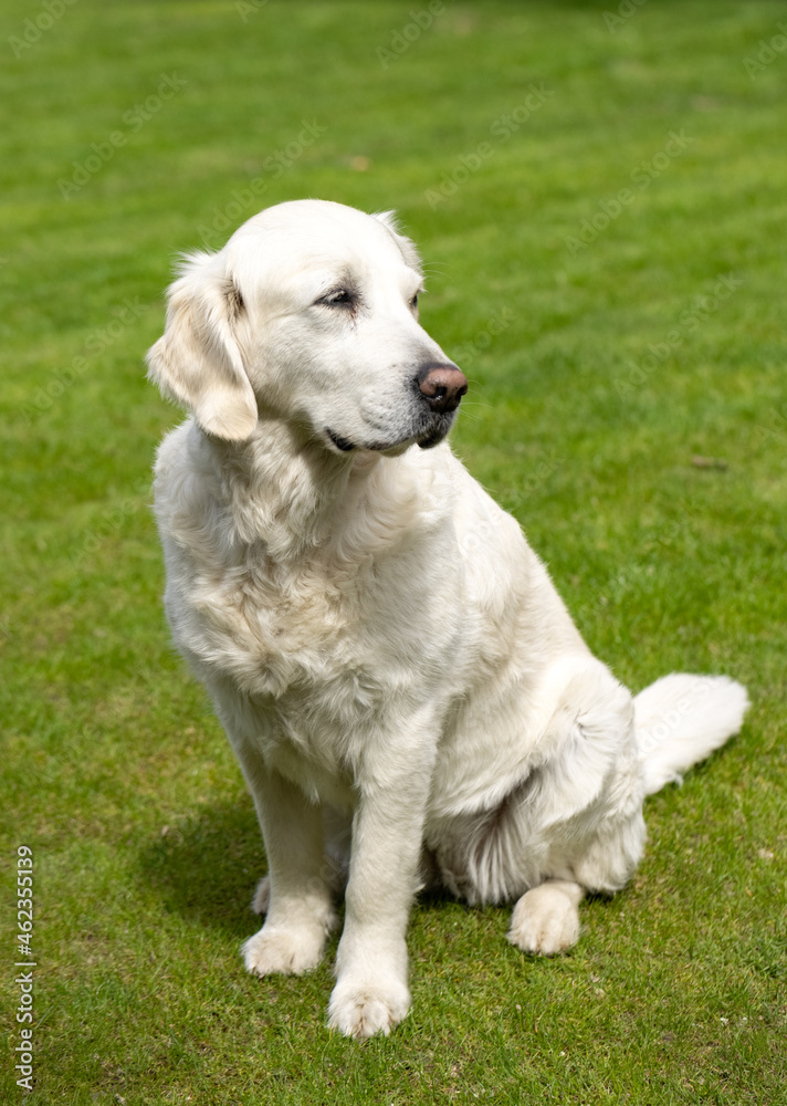 beautiful golden retriever on green grass in garden beautiful golden retriever on green grass in garden