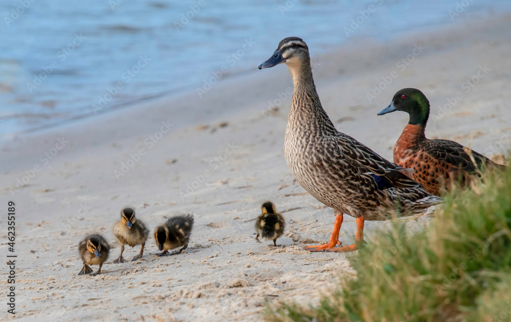 Chestnut Teal and Mallard duck and ducklings at the waterfront Chestnut Teal and Mallard duck and ducklings at the waterfront