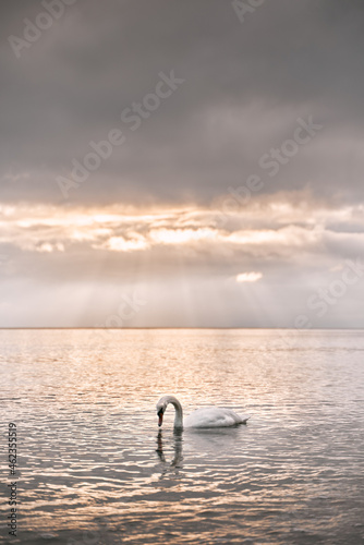 Swan swims against dramatic sunset on the sea.