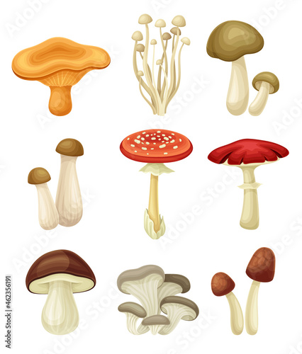 Wild forest edible and poisonous mushrooms set. Chanterelle, Enoki, King tumpet, Fly agaric, Oyster, Porcini vector illustration