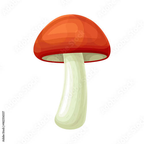 Red cap boletus forest wild edible mushroom vector illustration