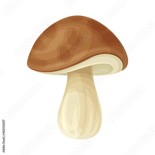Cep forest wild edible mushroom vector illustration on white background