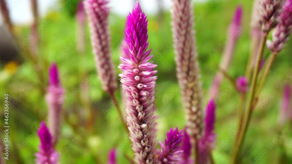 Celosia flower with a natural background Celosia flower with a natural background