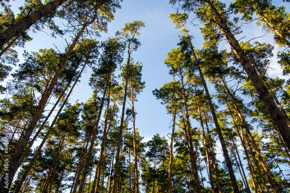 Bottom-up view of pine tops. Sunlight. Trunks and tops of pines against the sky Bottom-up view of pine tops. Sunlight. Trunks and tops of pines against the sky