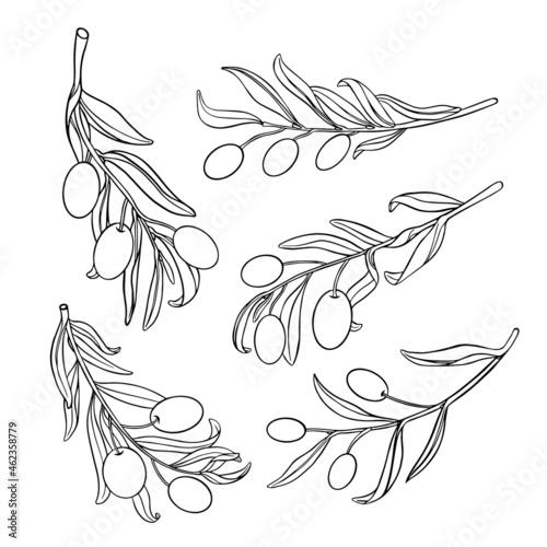 Olive branches in sketchy outline style isolated on white background.Organic natural food set. Vector illustration.