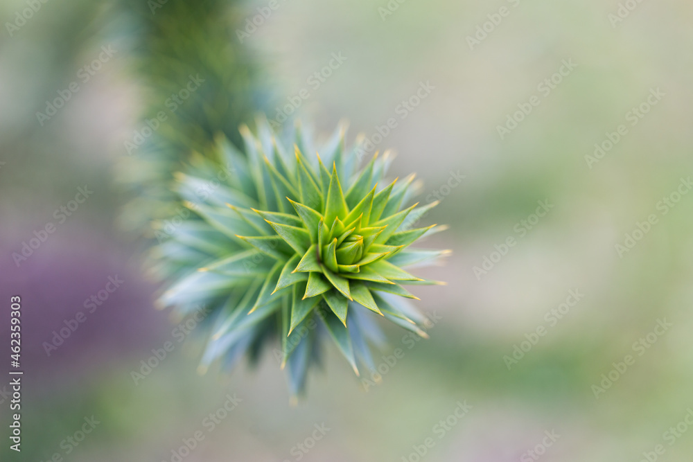 Close up view on the tip of the branch of a Araucaria araucana tree.