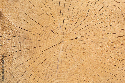 Close up of the annual rings of a tree. With small cracks. Symbol for time, life, aging and wisdom.