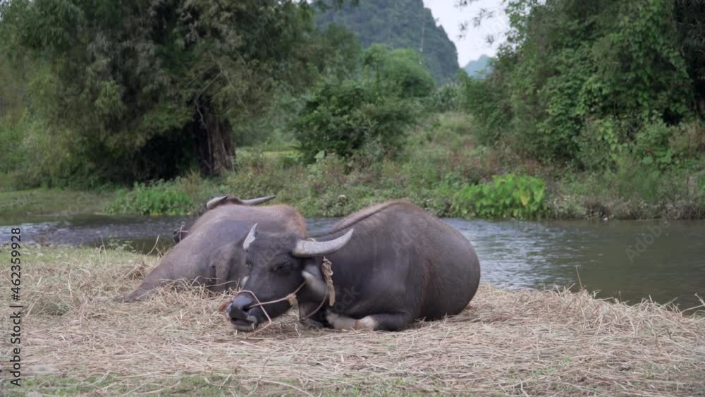 2 domesticated oxen lying and eating grass on the shore of a river 2 domesticated oxen lying and eating grass on the shore of a river
