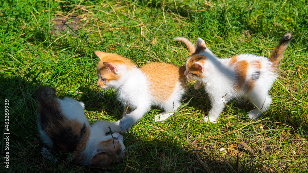 Three ginger kittens playing on green grass, close up, copy space, pattern