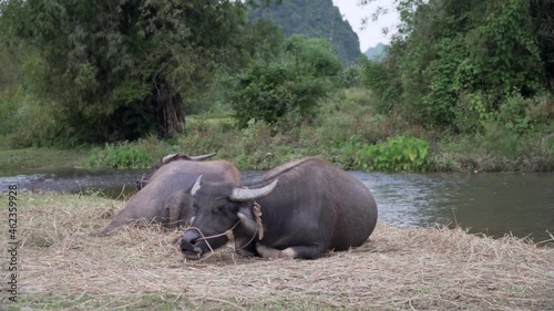 2 domesticated oxen lying and eating grass on the shore of a river photo