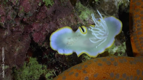 A big White Areadoris Nudibranch (Ardeadoris egretta) beside orange starfish at night zoom out photo