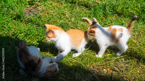 Three ginger kittens playing on green grass, close up, copy space, pattern © MIKHAIL