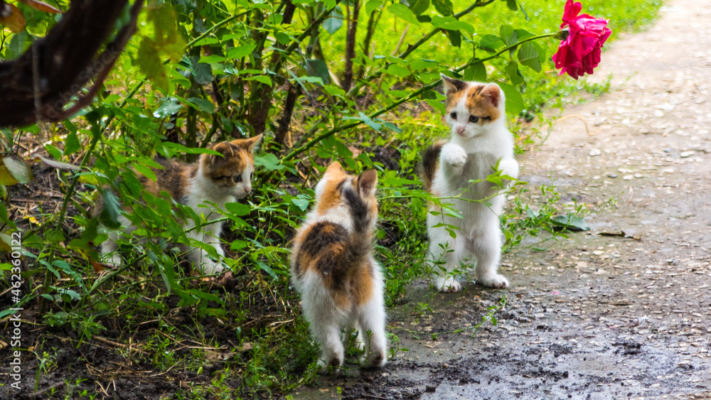 Three black and red kittens are playing in the rose bushes, close-up, copy space, pattern Three black and red kittens are playing in the rose bushes, close-up, copy space, pattern