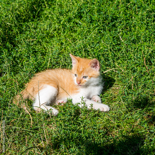 Ginger kitten lying on green grass, lawn, close up, copy space, template