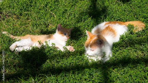 Ginger mother cat plays with ginger kitten on green grass, lawn, close-up, copy space, template
