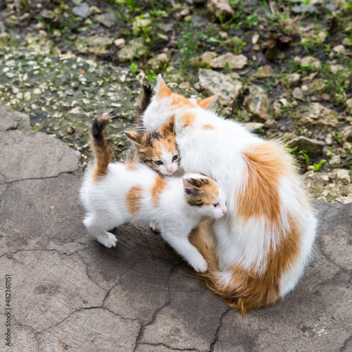 Ginger mother cat caresses two kittens, close up, copy space, pattern